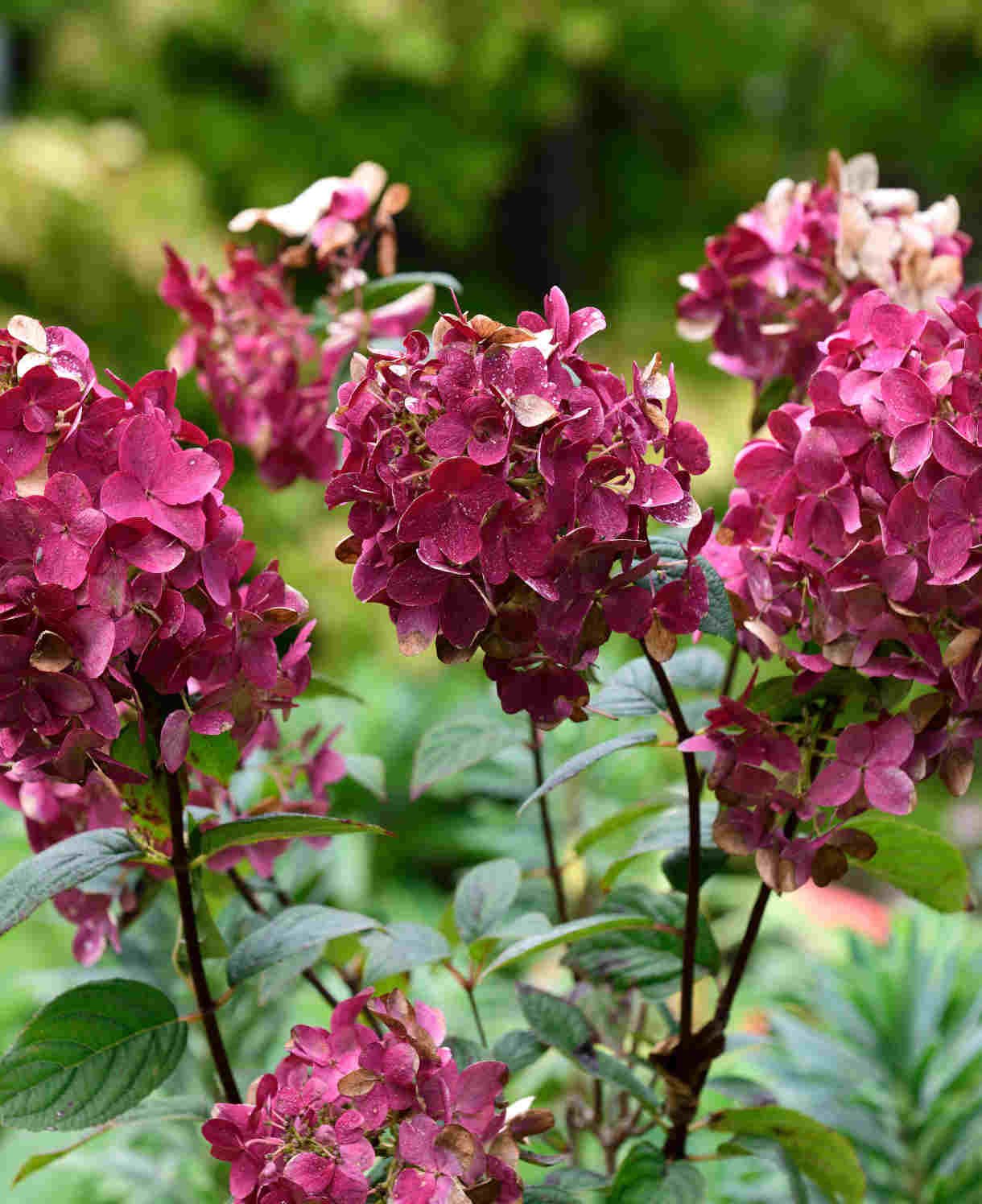 wims_red_-_alamy_one_press_ad_only_bc_reader_offer_telegraph_2hhht48_1_