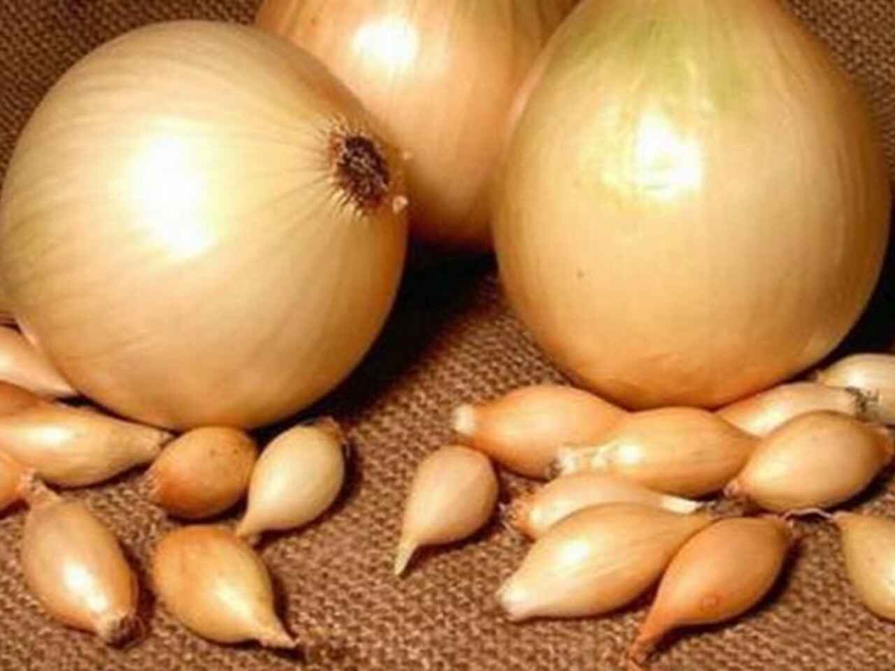 cupido-sets-and-mature-onions__61826