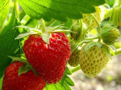 diamante-strawberry-plants