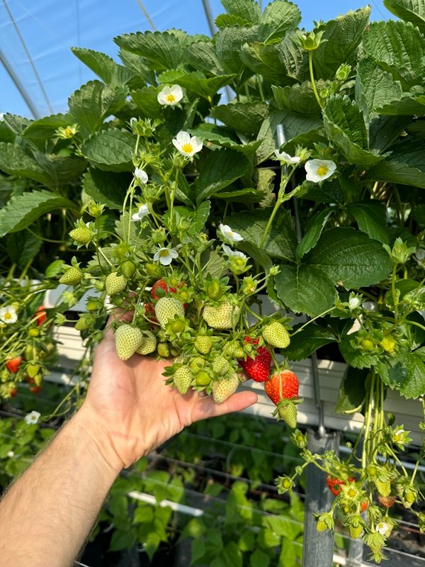 murano edenoseklos.lt